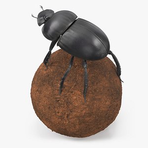 3D Soil Beetle on Sphere Fur