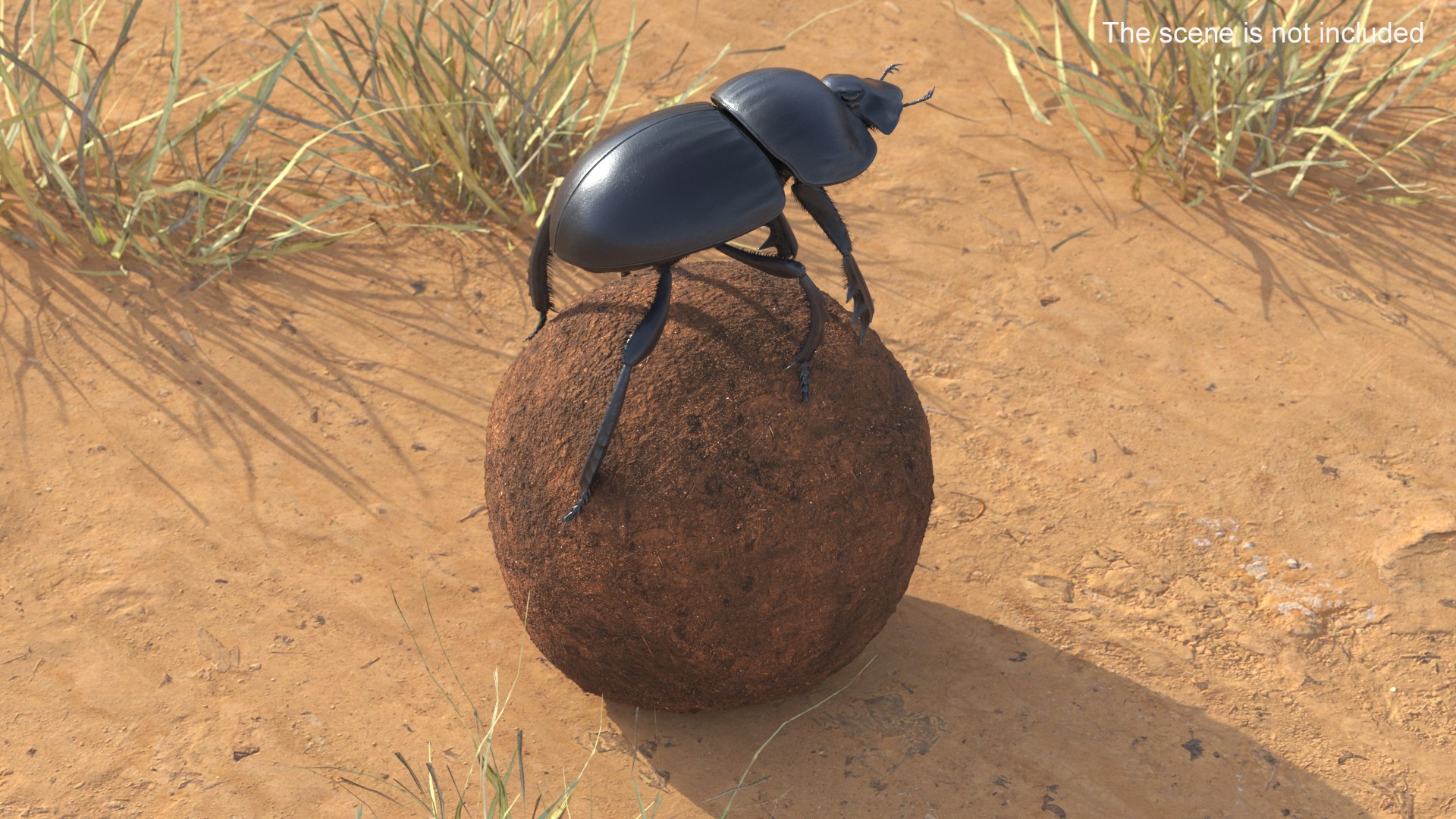 3D Soil Beetle on Sphere Fur https://p.turbosquid.com/ts-thumb/GR/5iqHmw/fr/soilbeetleonspherefurvray3dmodel003/jpg/1729173345/1920x1080/fit_q87/da0d4957903d743fb94cf58584336d0fd7004d73/soilbeetleonspherefurvray3dmodel003.jpg