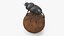 Soil Beetle on Sphere Fur