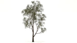 3D ulmaceae tree