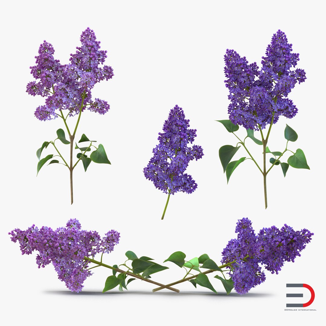 Syringa Lilac Collection 3D model preview