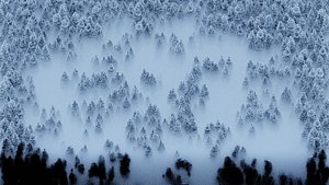Misty forest