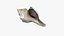 Small Sea Shell