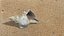 Small Sea Shell