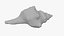 Small Sea Shell