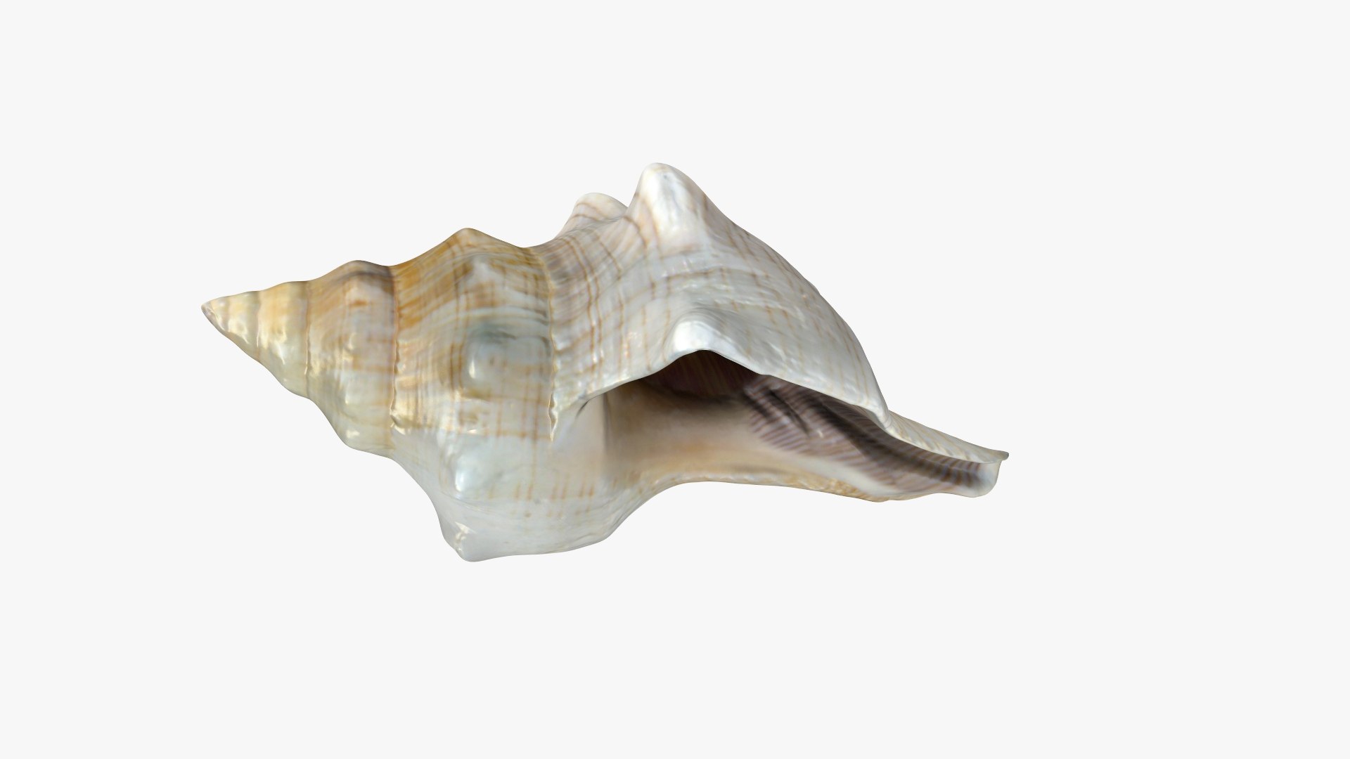 Small Sea Shell 3D https://p.turbosquid.com/ts-thumb/GR/FjMura/LS/shell_cc_004/jpg/1685028569/1920x1080/fit_q87/036cbe8b044a579efec754d14c7e151d0b7c9343/shell_cc_004.jpg