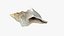 Small Sea Shell