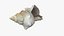 Small Sea Shell
