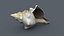 Small Sea Shell