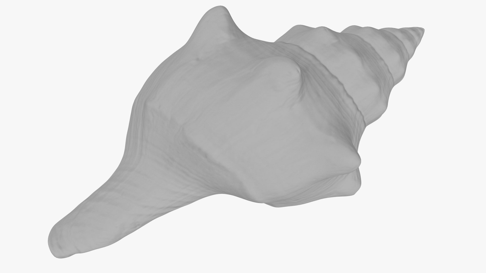 Small Sea Shell 3D - TurboSquid 2074656