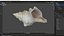 Small Sea Shell