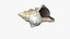 Small Sea Shell