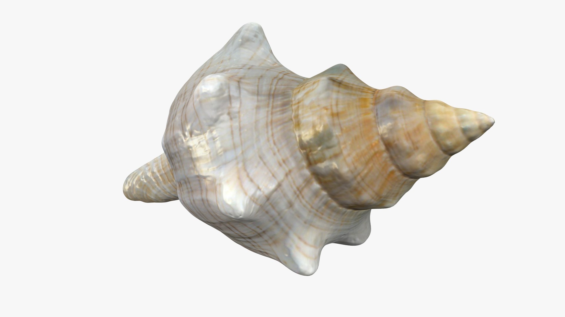 Small Sea Shell 3D https://p.turbosquid.com/ts-thumb/GR/FjMura/nT/shell_cc_005/jpg/1685028571/1920x1080/fit_q87/6c352f462bcf6b7350ae5bc60d310f637b2f9433/shell_cc_005.jpg