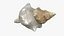 Small Sea Shell