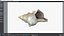 Small Sea Shell