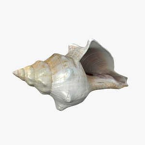 Small Sea Shell 3D