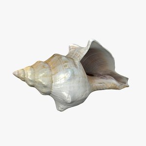 Small Sea Shell