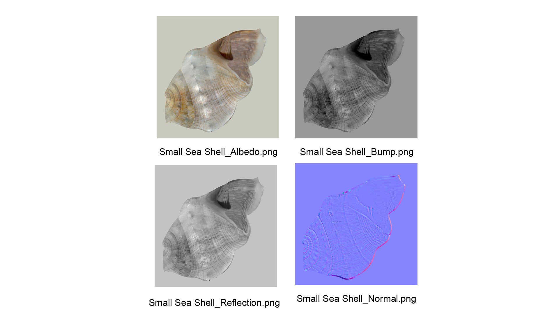 Small Sea Shell 3D https://p.turbosquid.com/ts-thumb/GR/FjMura/t0/smallshell_thumb/jpg/1685028583/1920x1080/fit_q87/e140cbdbbdeaf1fa4d71e9f624b903bb7378dd8c/smallshell_thumb.jpg