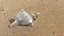 Small Sea Shell