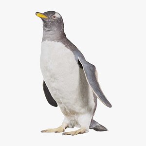 Penguin Sphenisciformes Spheniscidae Remastered 3D model
