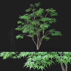 Acer palmatum green 3D model