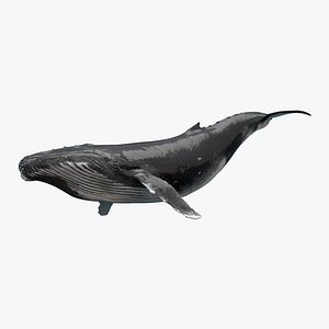 3D whale rigging animation