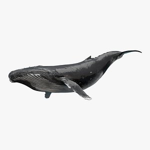 Whale Animated