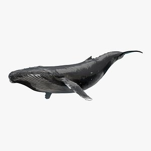 Whale Animated
