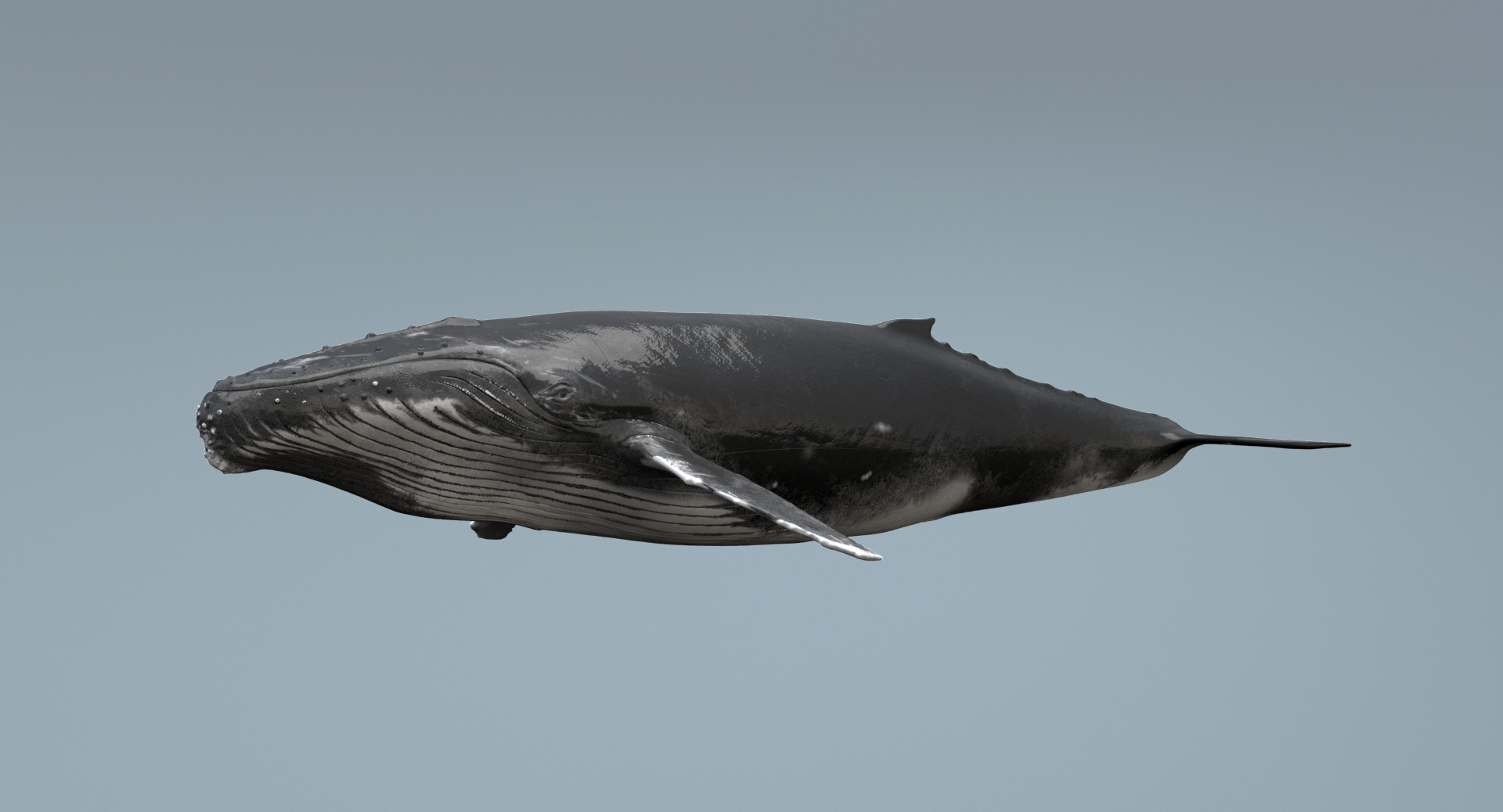 3D Whale Rigging Animation - TurboSquid 1199838