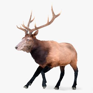 Elk Animal Running Fur Animated Rigged For Blender