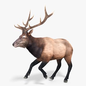 3D Elk Animal Running Fur Animated Rigged For Blender