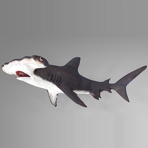 3D hammerhead shark rigged l588 model