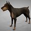 3D doberman rigged l614