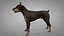 3D doberman rigged l614