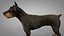 3D doberman rigged l614