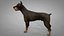 3D doberman rigged l614