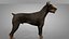 3D doberman rigged l614