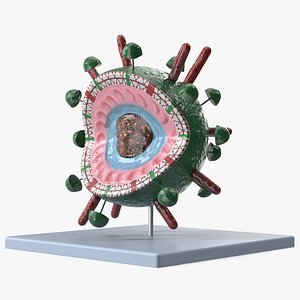 3D model Influenza Virus Educational Model on Stand