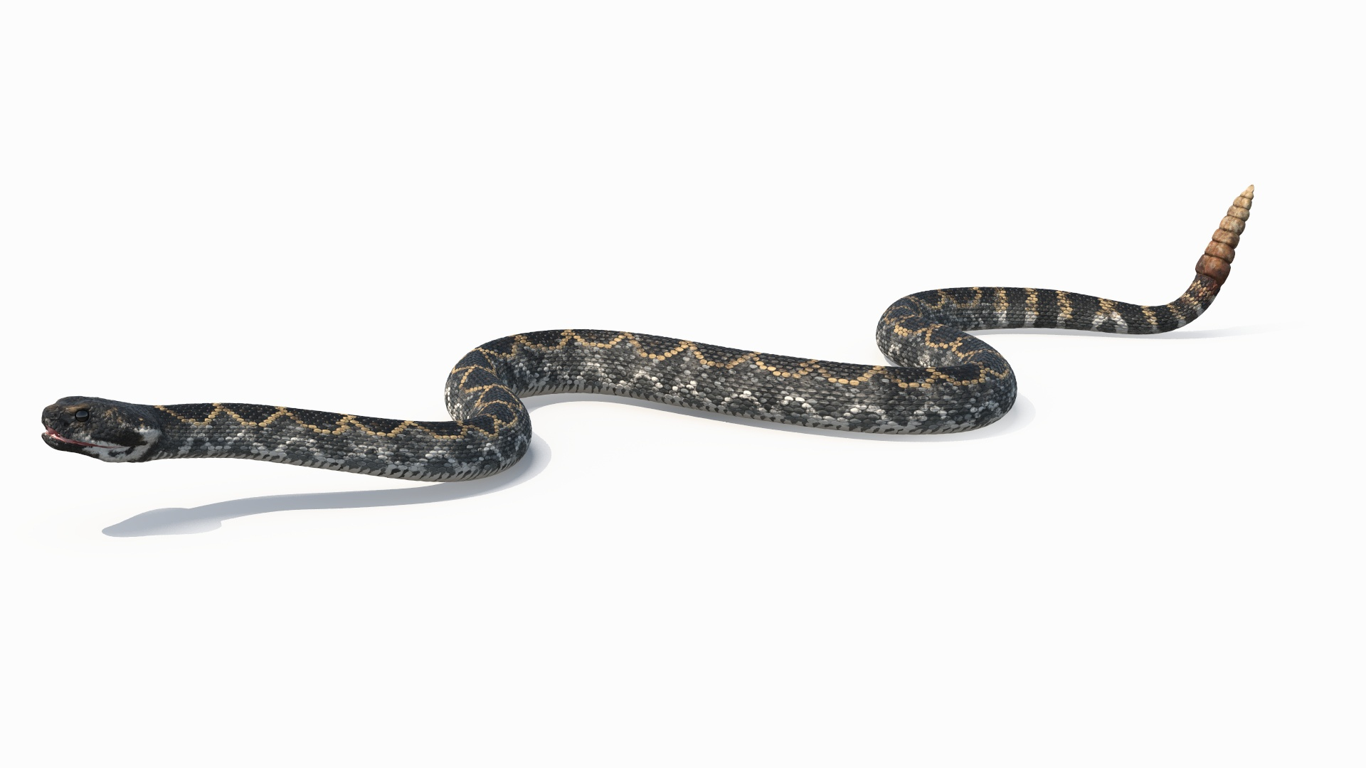 Rattlesnake Dark Rigged For Maya Model - TurboSquid 2483582