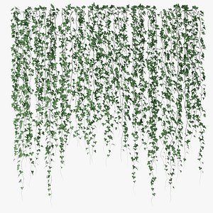 Ivy wall 06