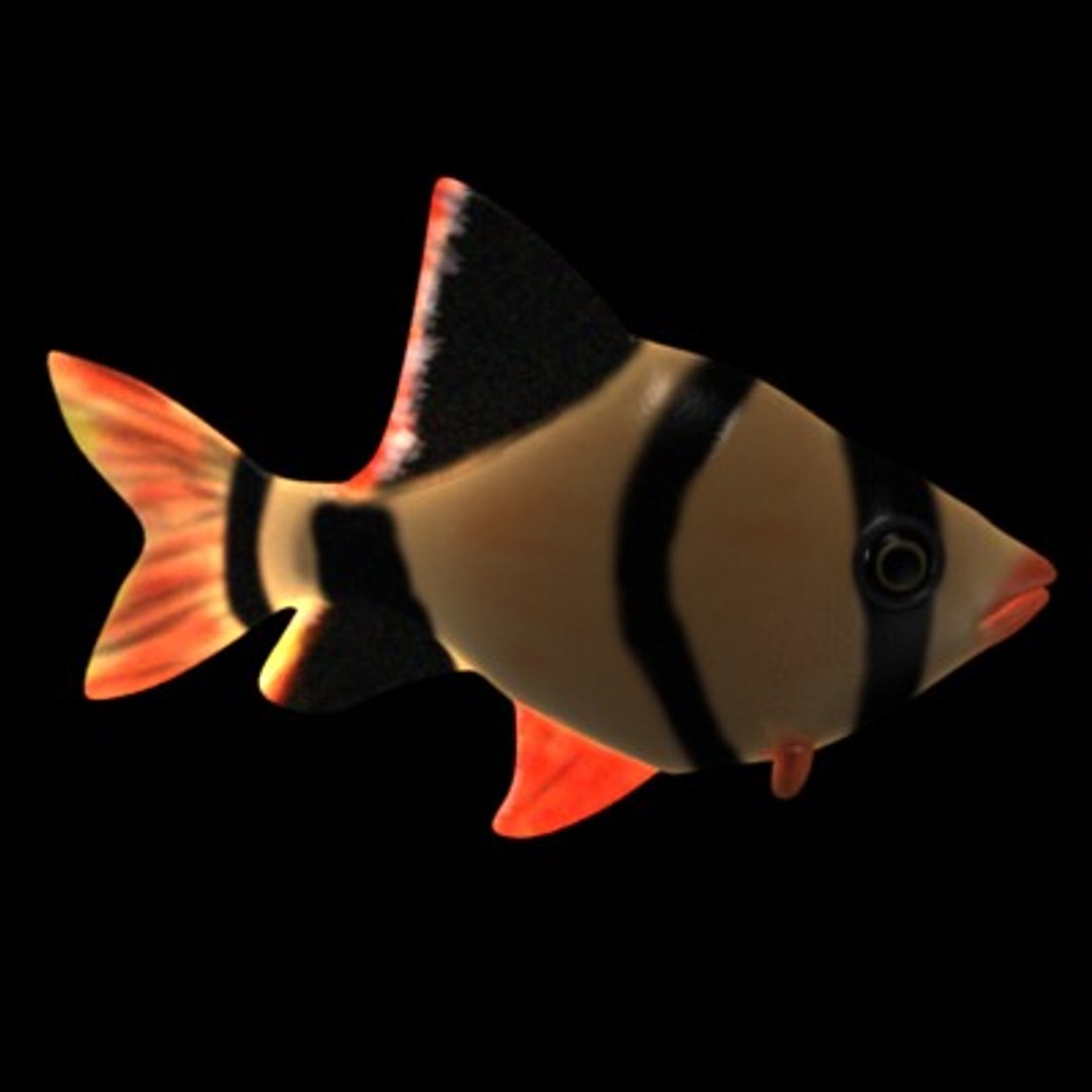 fish aquarium 3d model https://p.turbosquid.com/ts-thumb/GS/13plGS/XT9thiTP/fish3/jpg/1202947195/1920x1080/fit_q87/d32ba639554bbaea7ee253b8c90085ea4a97f7c0/fish3.jpg