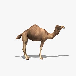 3d camel