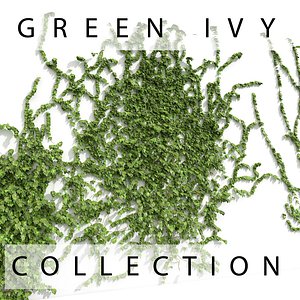 Green Ivy Plant Collection On Wall