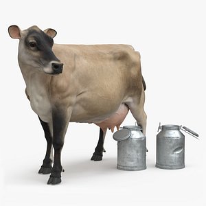 Jersey Heifer and Milk Bucket