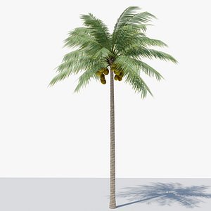 Lowpoly Coconut Palm v1