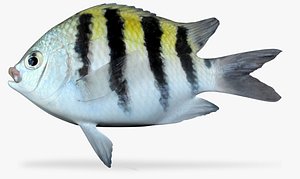 3D model sergeant major