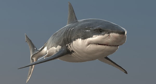 realistic great white shark 3d model