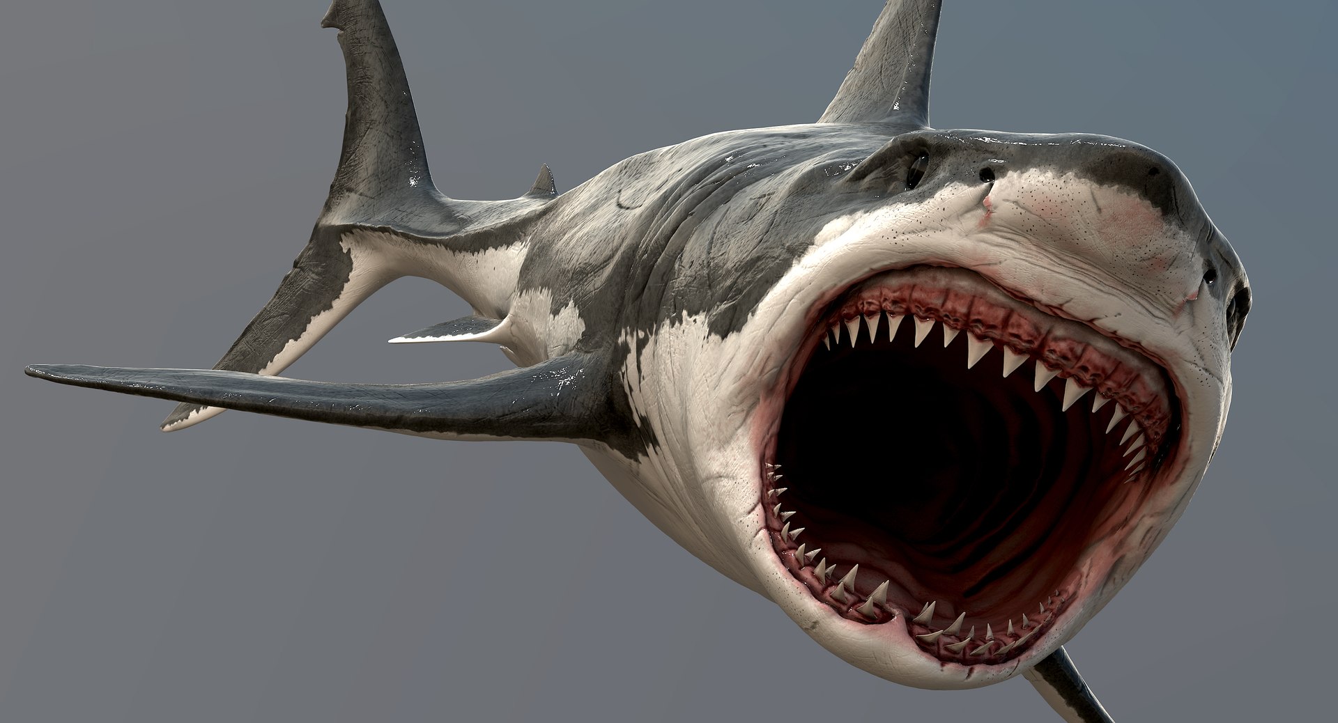realistic great white shark 3d model https://p.turbosquid.com/ts-thumb/GS/N5Nubi/7ijQlC3s/shark11/jpg/1438948185/1920x1080/fit_q87/298c93b2a7c9aea66d96a16d229bcc51f5a9ab7c/shark11.jpg