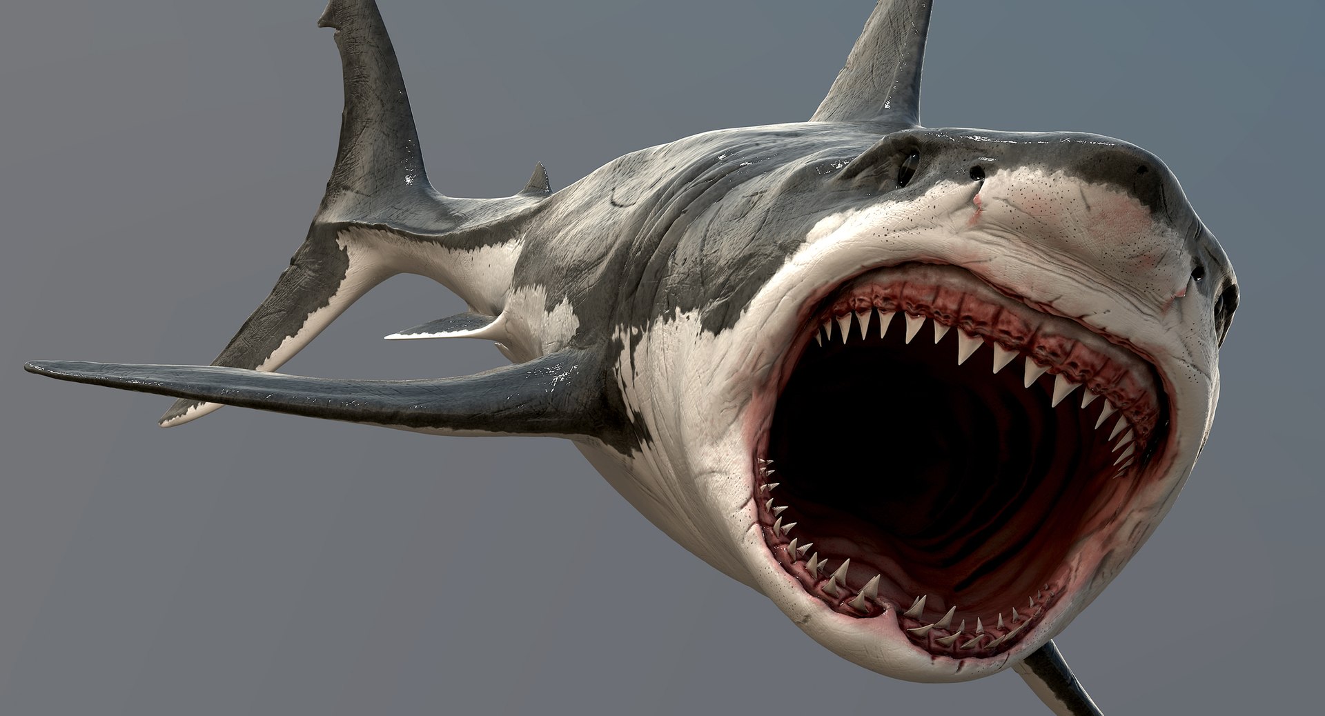 realistic great white shark 3d model https://p.turbosquid.com/ts-thumb/GS/N5Nubi/AAzDhdGO/shark11_1200/jpg/1438947920/1920x1080/fit_q87/cb52bf8473f40cd2e31dd8c86cd261d85fffe407/shark11_1200.jpg