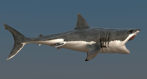 realistic great white shark 3d model